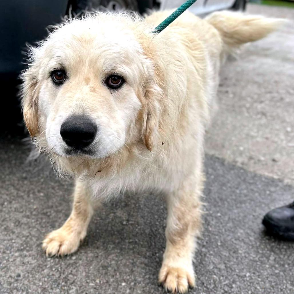 Enlarge Jimbo, a Adoptable mixed breed in Clarksville, TN image 4/6