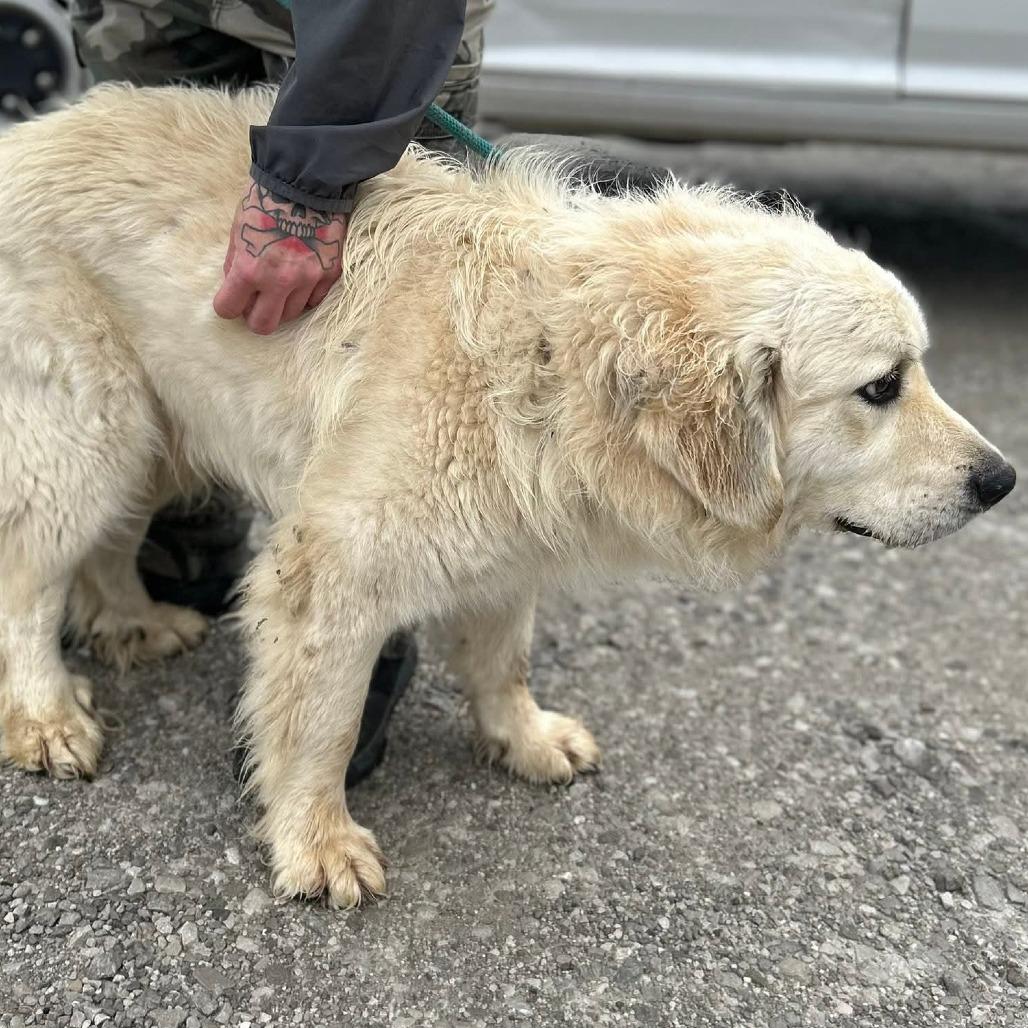 Enlarge Jimbo, a Adoptable mixed breed in Clarksville, TN image 5/6