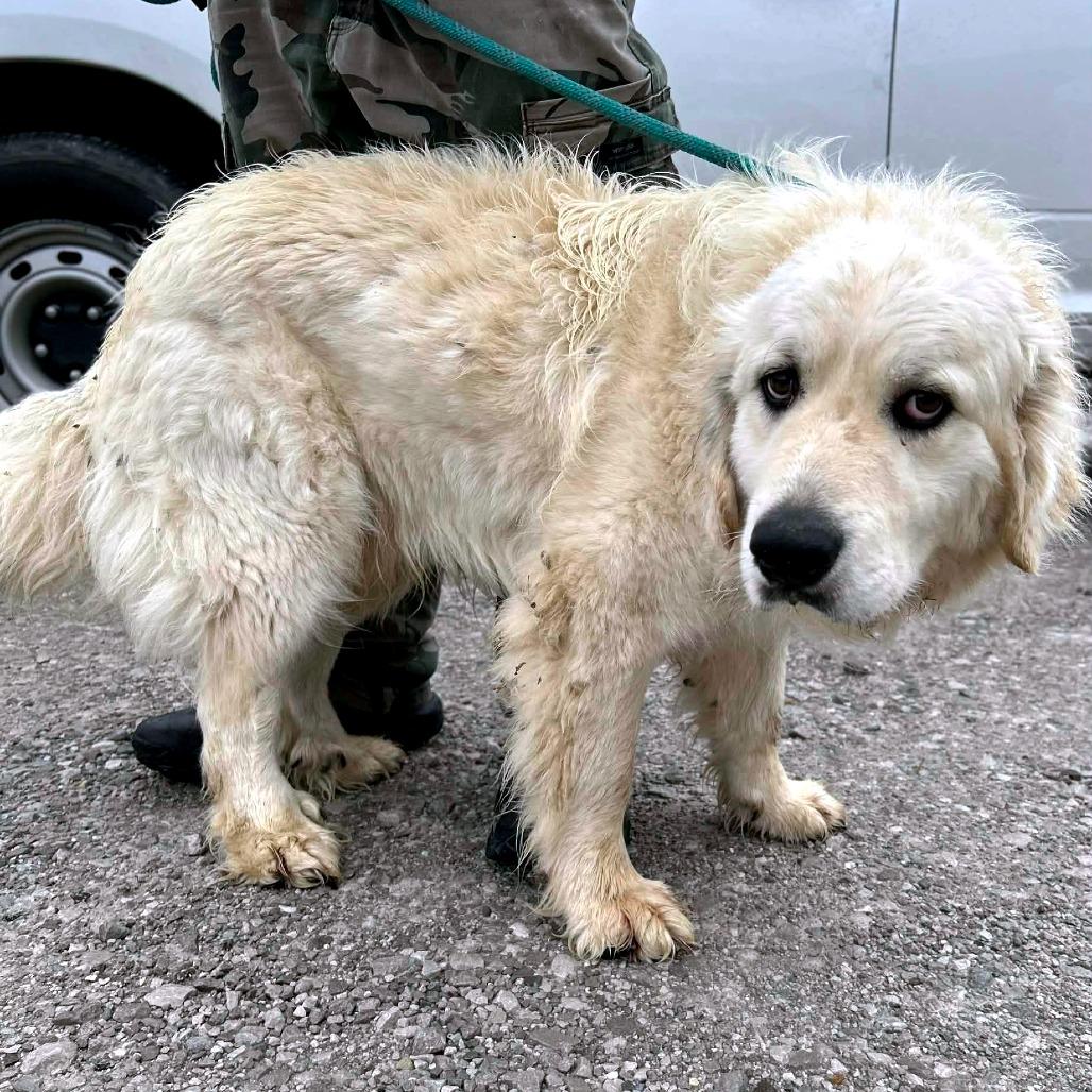 Enlarge Jimbo, a Adoptable mixed breed in Clarksville, TN image 6/6