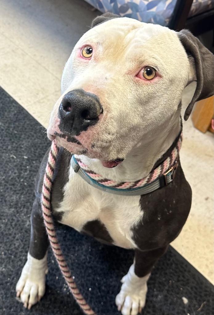 Enlarge Petey, a Adoptable Pit Bull Terrier in Rock Springs, WY image 1/1