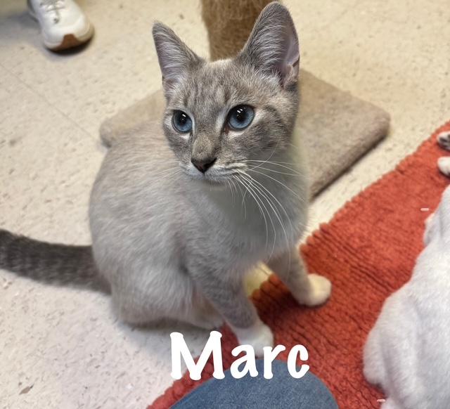 Marc, Adoptable, Young Male Siamese.