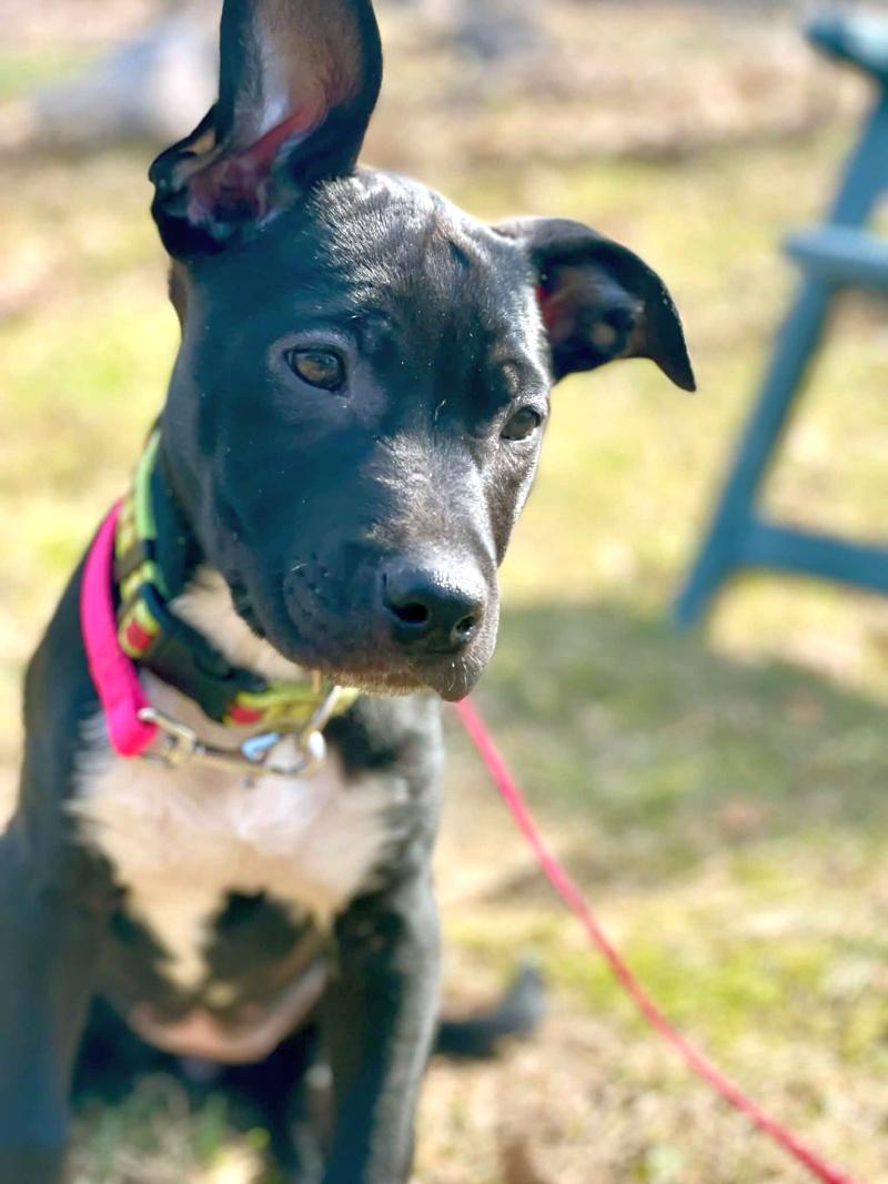 Star, a ADOPTABLE mixed breed in Bancroft, ON image 1/3