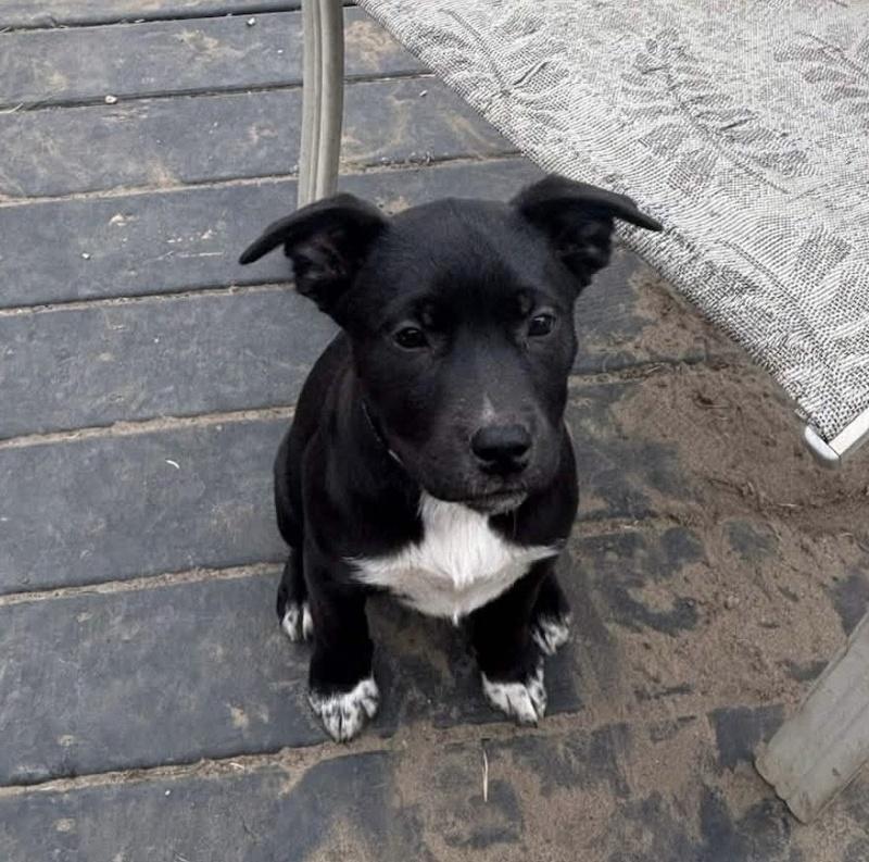 Star, a ADOPTABLE mixed breed in Bancroft, ON image 2/3