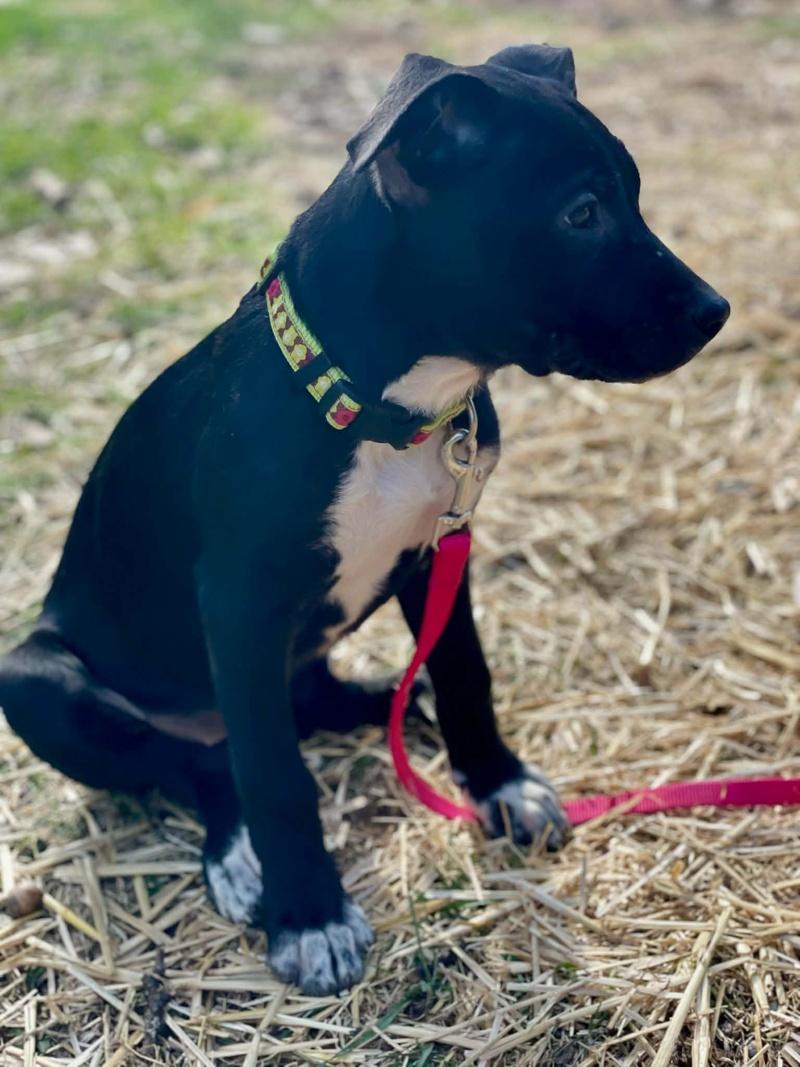 Star, a ADOPTABLE mixed breed in Bancroft, ON image 3/3