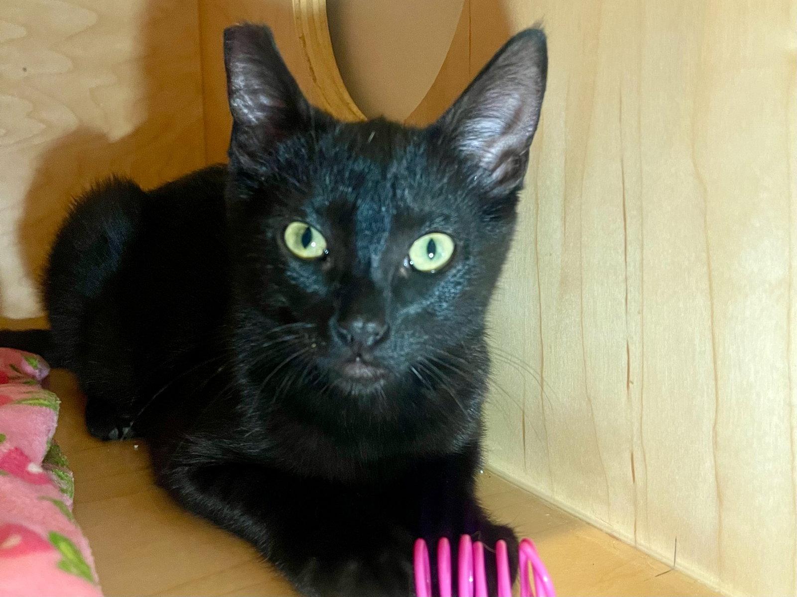 Elvira, Adopted, Kitten Female Domestic Short Hair.