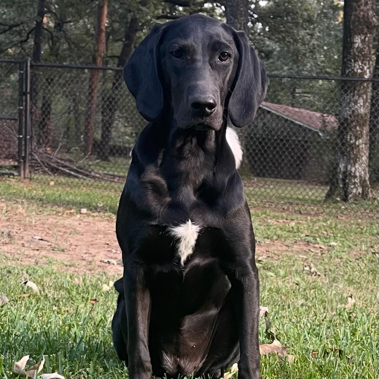 Enlarge Opal, a Adoptable mixed breed in Parker, CO image 6/6