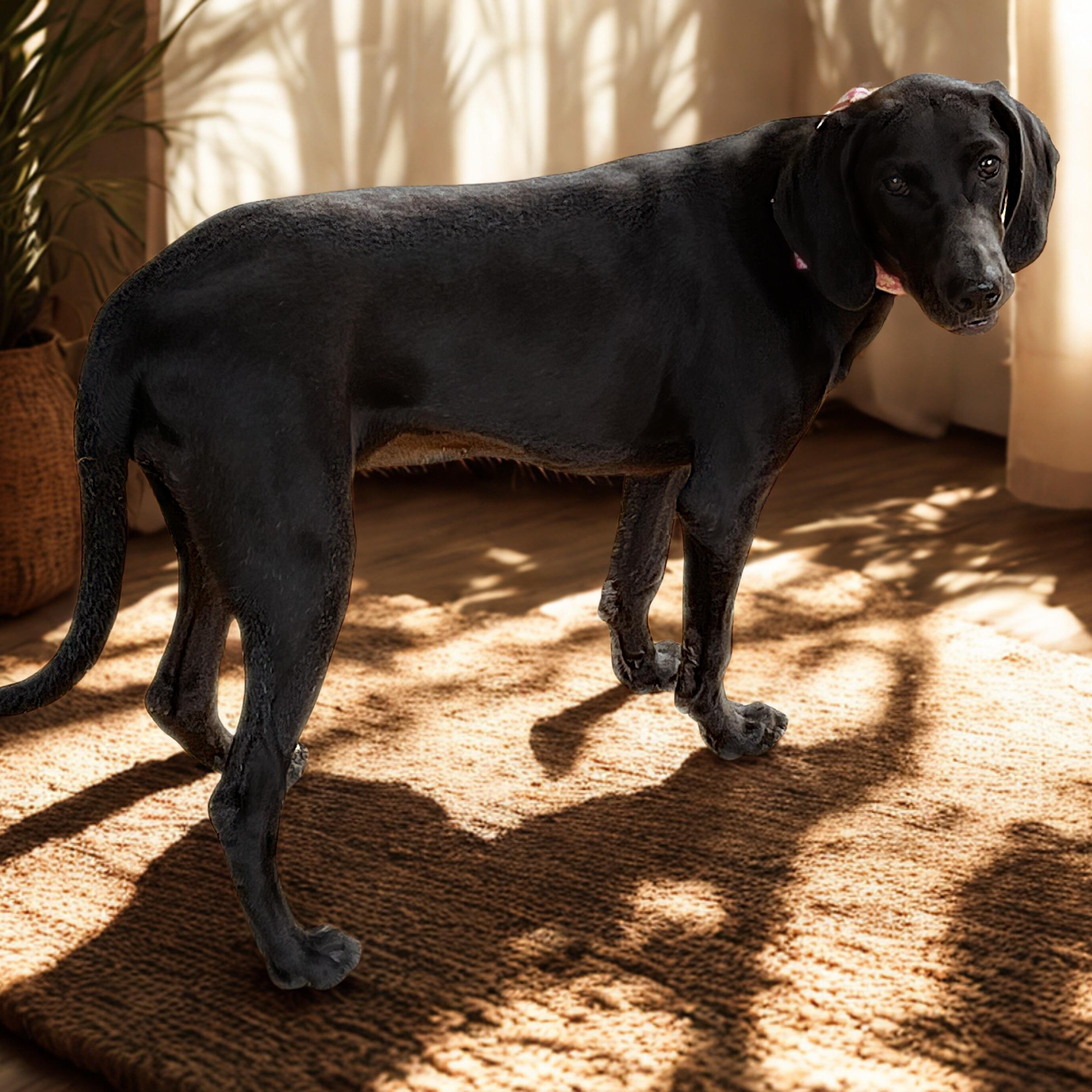 Enlarge Opal, a Adoptable mixed breed in Parker, CO image 2/6