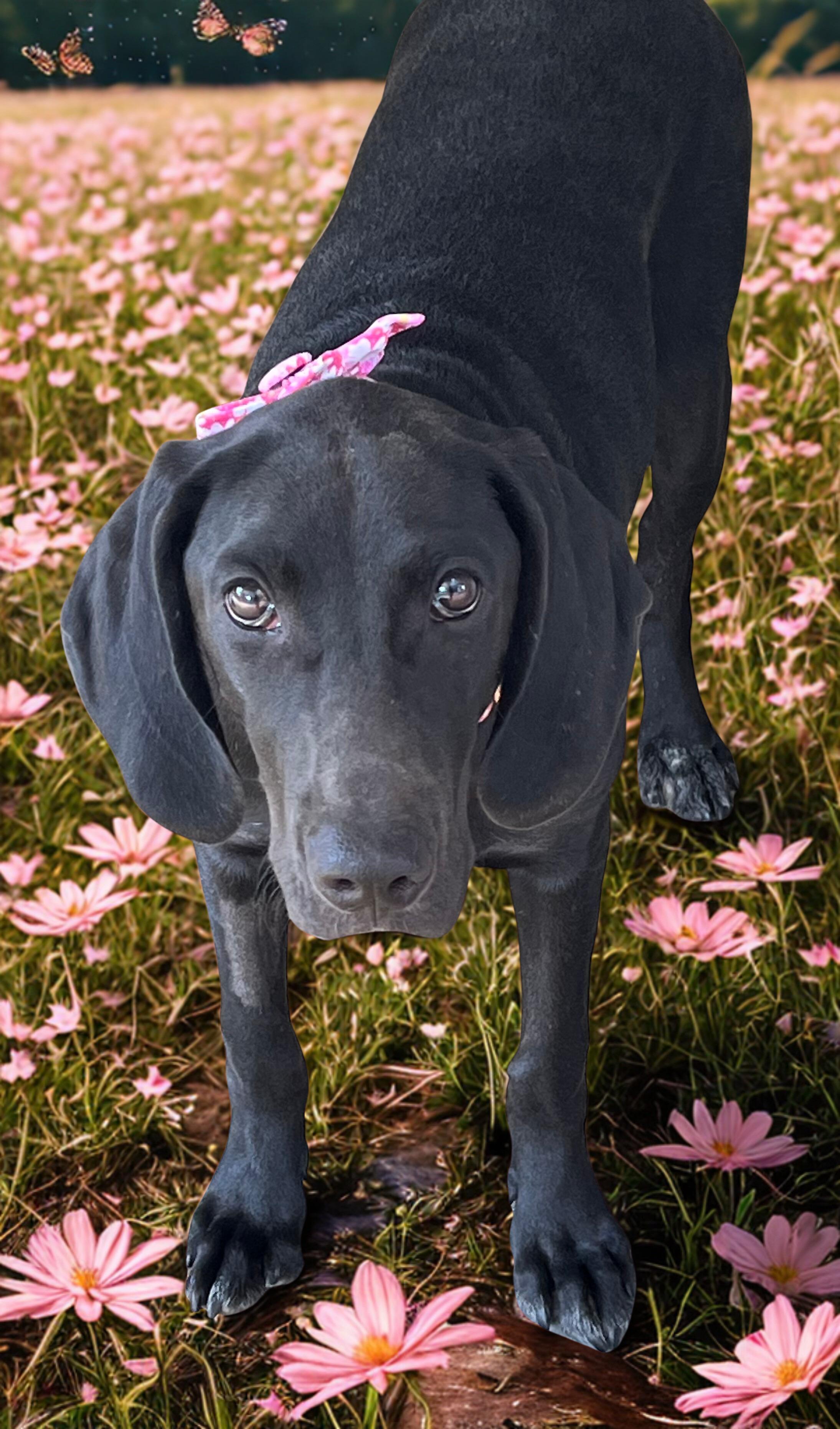 Enlarge Opal, a Adoptable mixed breed in Parker, CO image 3/6