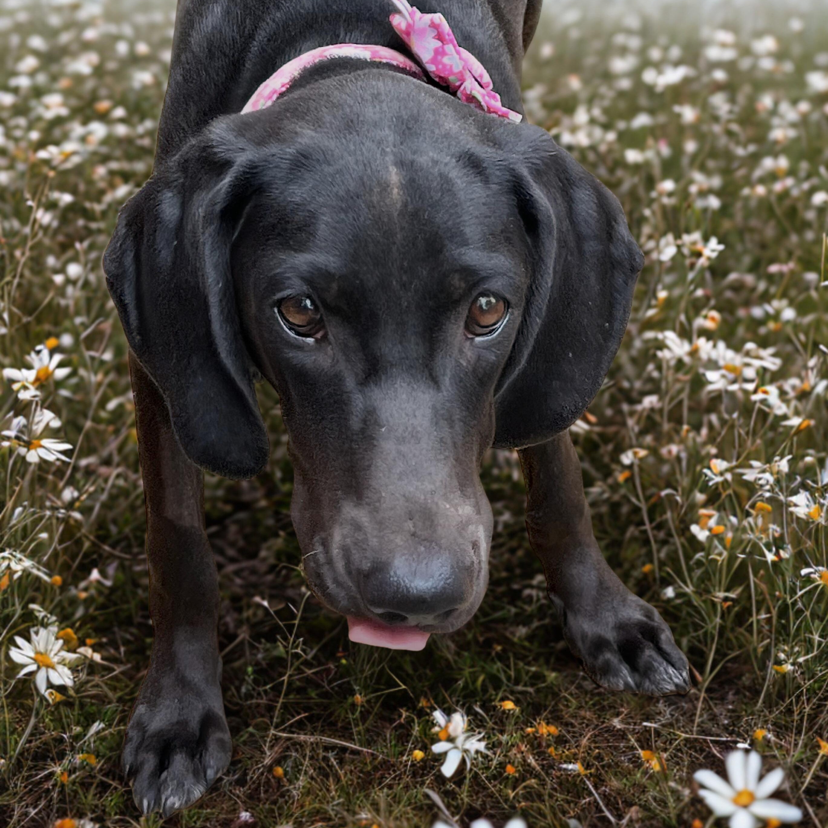 Enlarge Opal, a Adoptable mixed breed in Parker, CO image 4/6