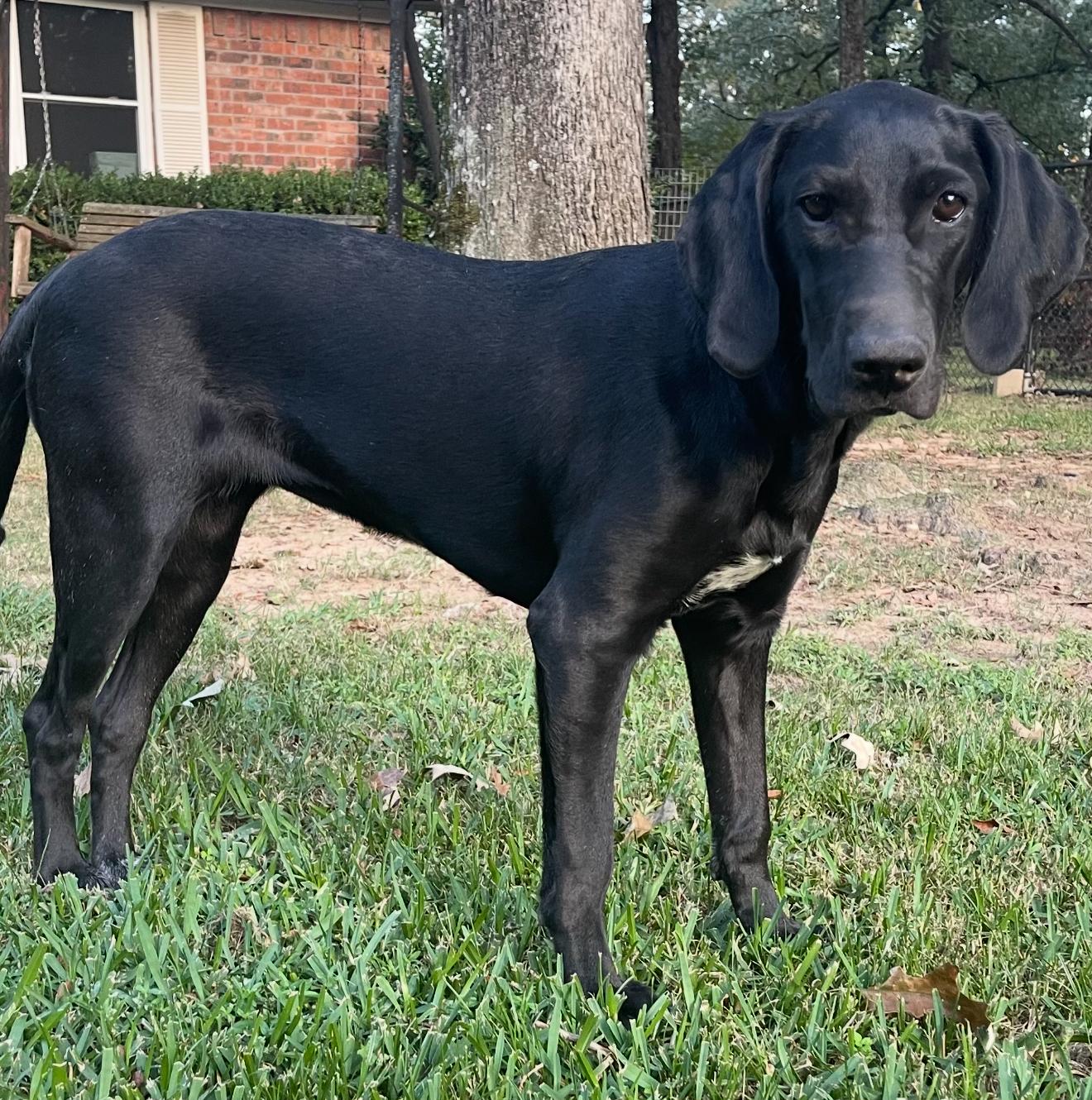 Enlarge Opal, a Adoptable mixed breed in Parker, CO image 1/6