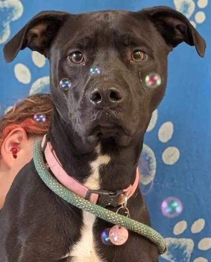 Serendipity, Adoptable, Puppy Female Labrador Retriever & Mixed Breed.