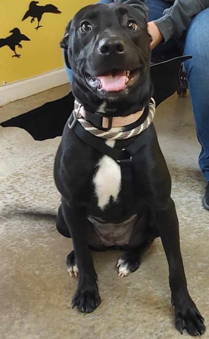 Serendipity, a Adoptable mixed breed in La Harpe, KS image 2/3