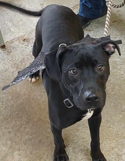 Serendipity, a Adoptable mixed breed in La Harpe, KS image 3/3