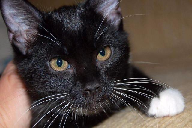 Gumdrop, Adoptable, Senior Female Domestic Short Hair.