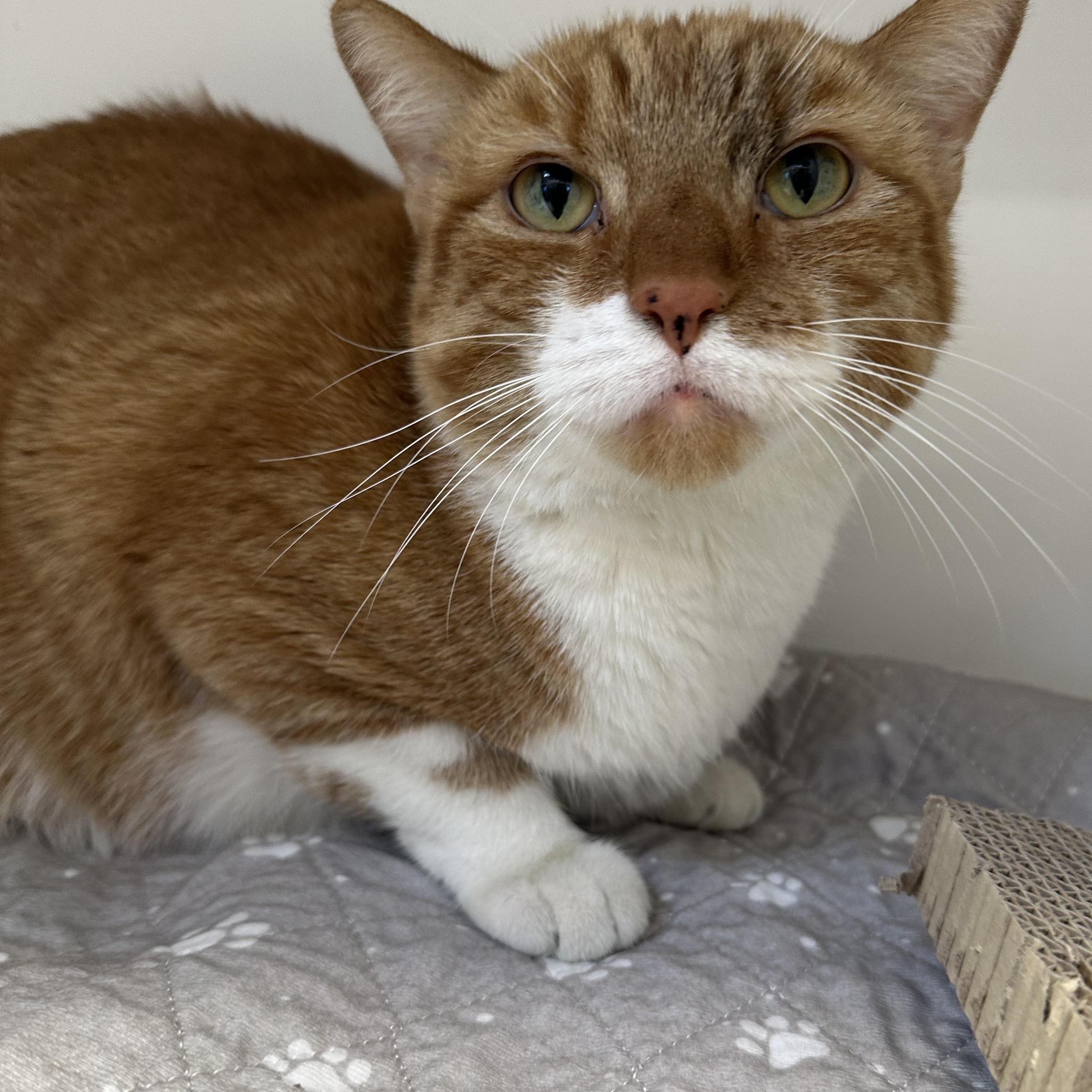 Xander (ID 37328), an adoptable Domestic Short Hair in Manassas, VA image 2/2