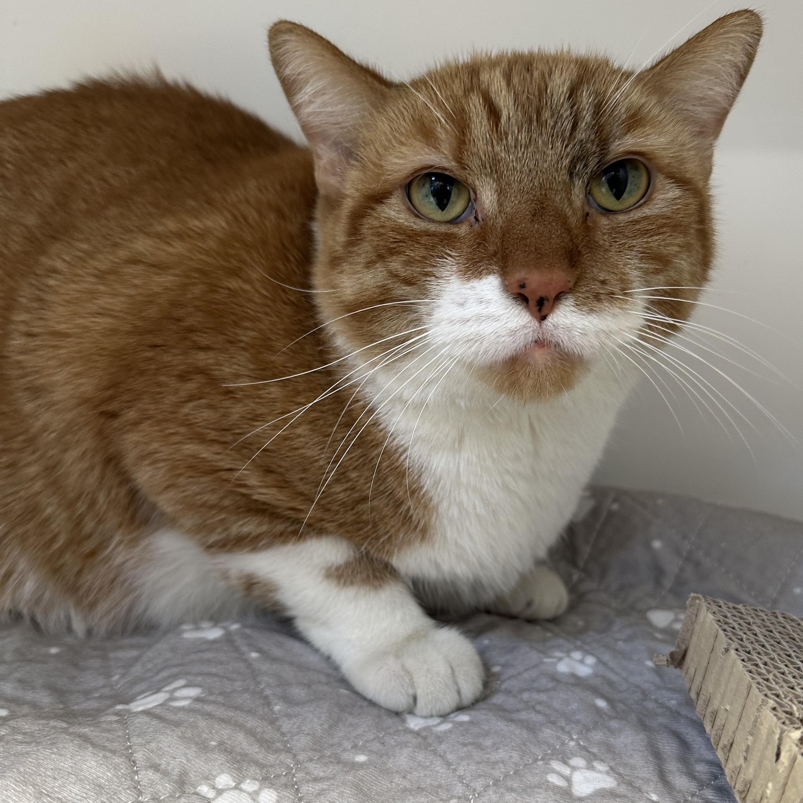 Xander (ID 37328), an adoptable Domestic Short Hair in Manassas, VA image 1/2