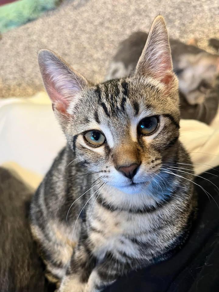 Derecho, a Adoptable Domestic Short Hair in Sterling Heights, MI image 2/5