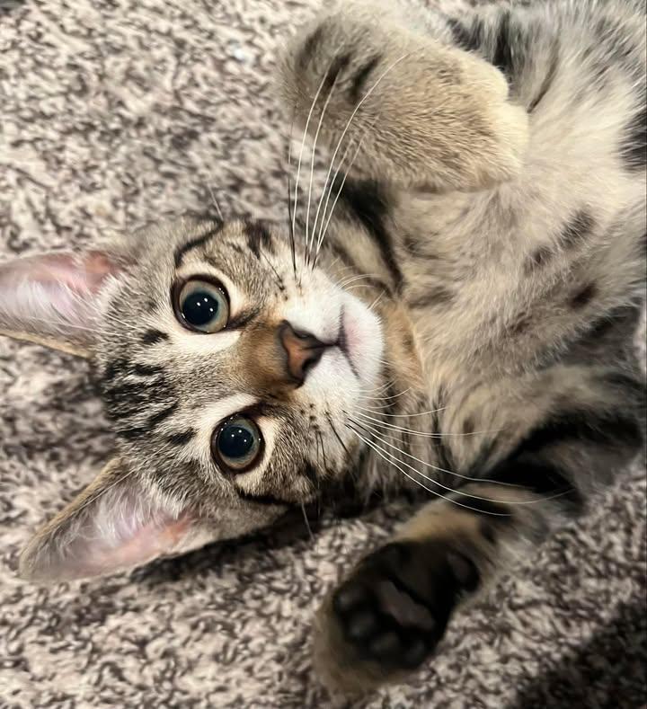 Derecho, a Adoptable Domestic Short Hair in Sterling Heights, MI image 3/5