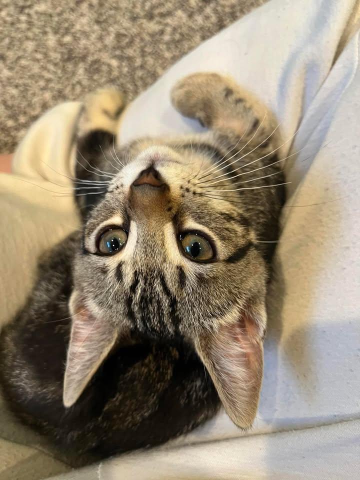 Derecho, a Adoptable Domestic Short Hair in Sterling Heights, MI image 4/5