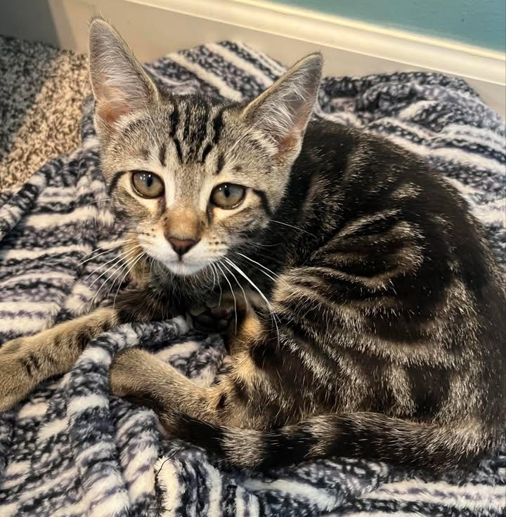 Derecho, Adoptable, Kitten Male Domestic Short Hair.