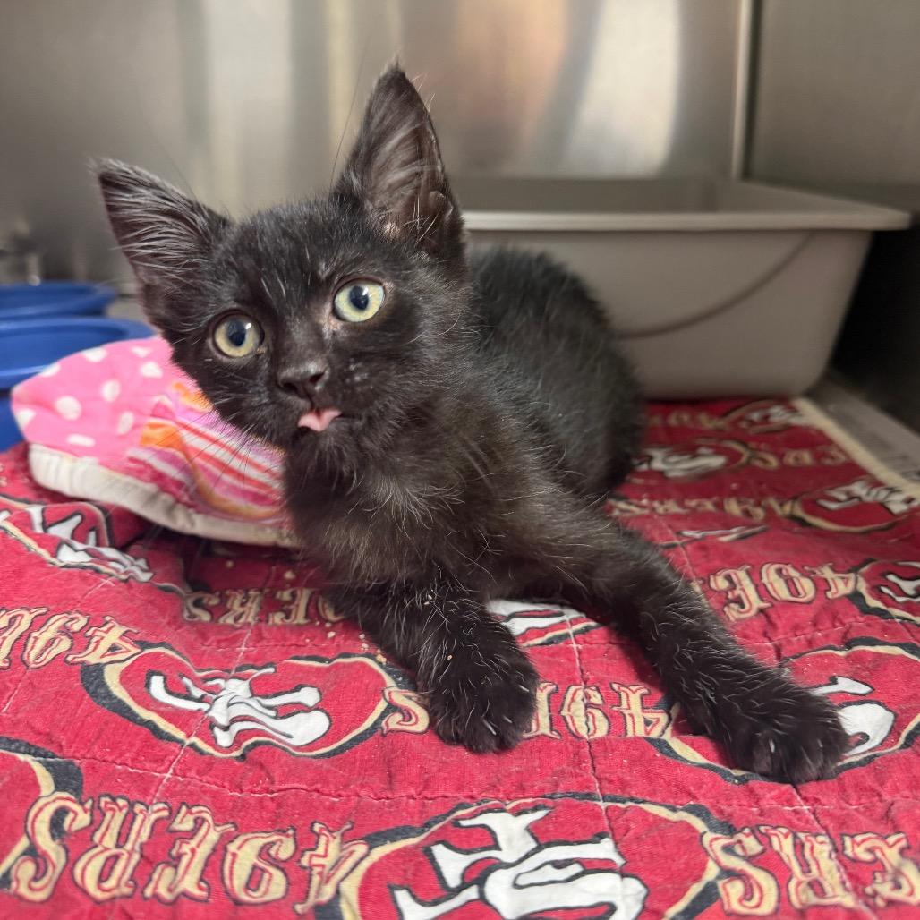Enlarge Koda, a Adoptable Domestic Short Hair in Bryan, TX image 1/6