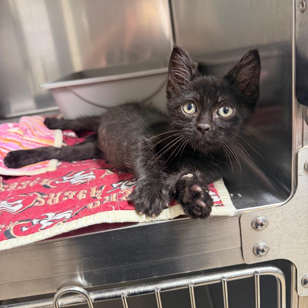 Enlarge Koda, a Adoptable Domestic Short Hair in Bryan, TX image 2/6