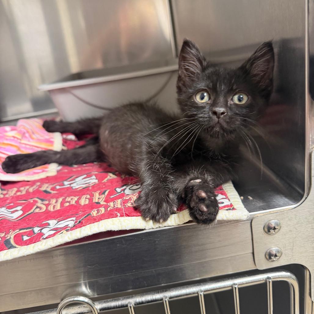 Enlarge Koda, a Adoptable Domestic Short Hair in Bryan, TX image 3/6