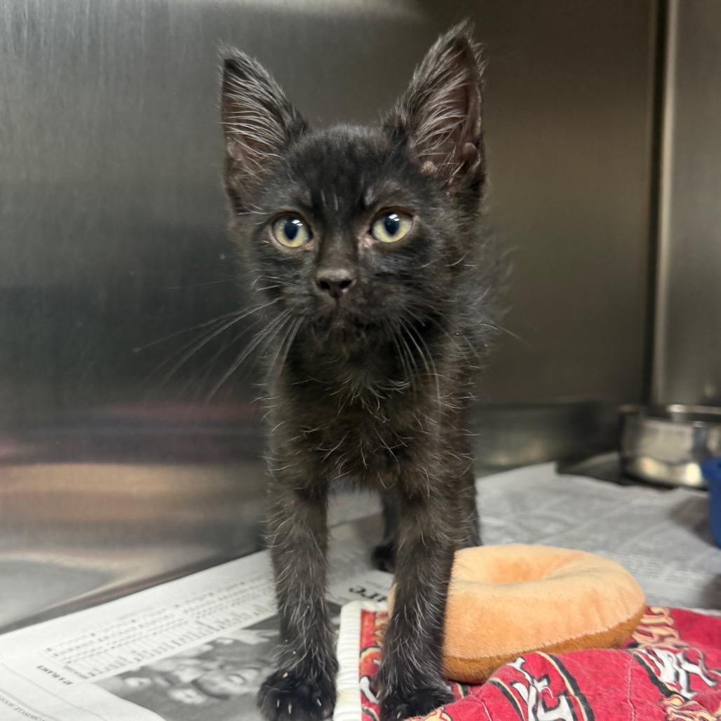 Enlarge Koda, a Adoptable Domestic Short Hair in Bryan, TX image 4/6