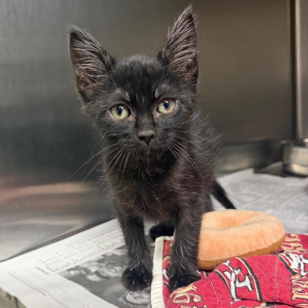 Enlarge Koda, a Adoptable Domestic Short Hair in Bryan, TX image 5/6
