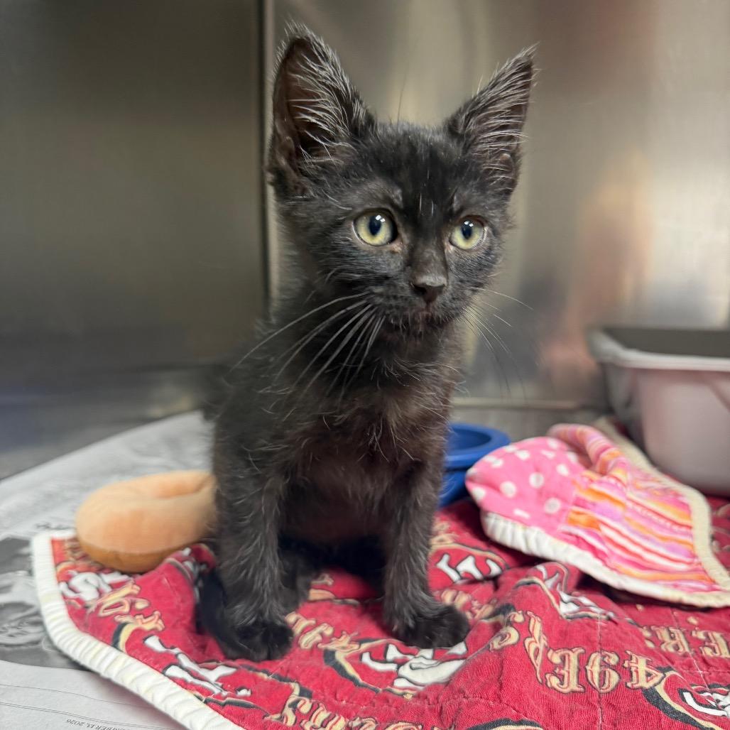 Enlarge Koda, a Adoptable Domestic Short Hair in Bryan, TX image 6/6