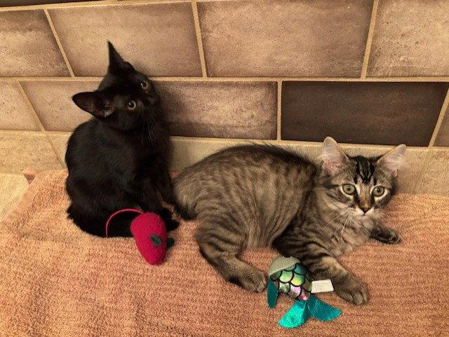 Tilley, Adoptable, Kitten Female Domestic Short Hair.