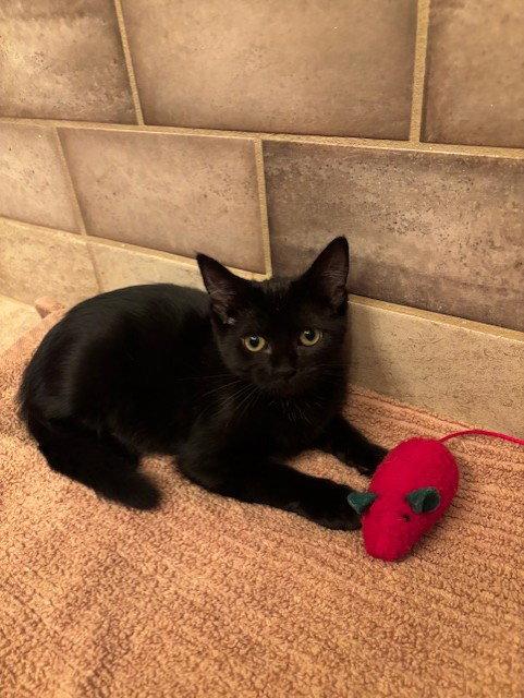 Tilley, a Adoptable Domestic Short Hair in Fayetteville, GA image 2/3