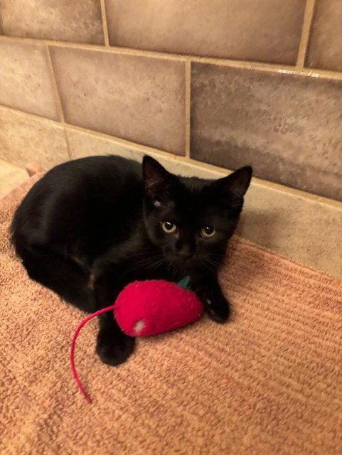 Tilley, a Adoptable Domestic Short Hair in Fayetteville, GA image 3/3