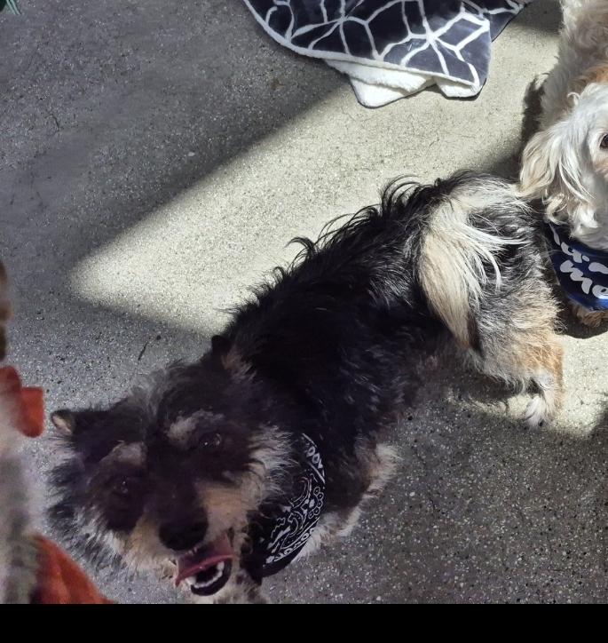 Tato Potato! And Toto!