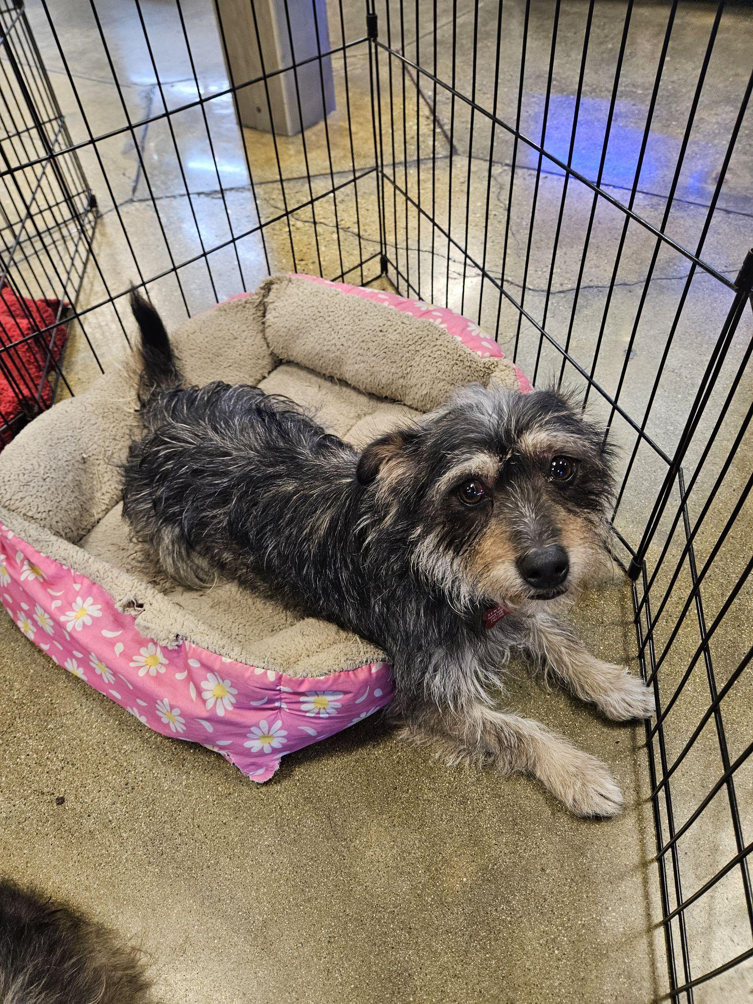 Tato Potato! And Toto! thumbnail 6