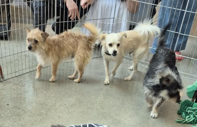 Tato Potato! And Toto! thumbnail 3