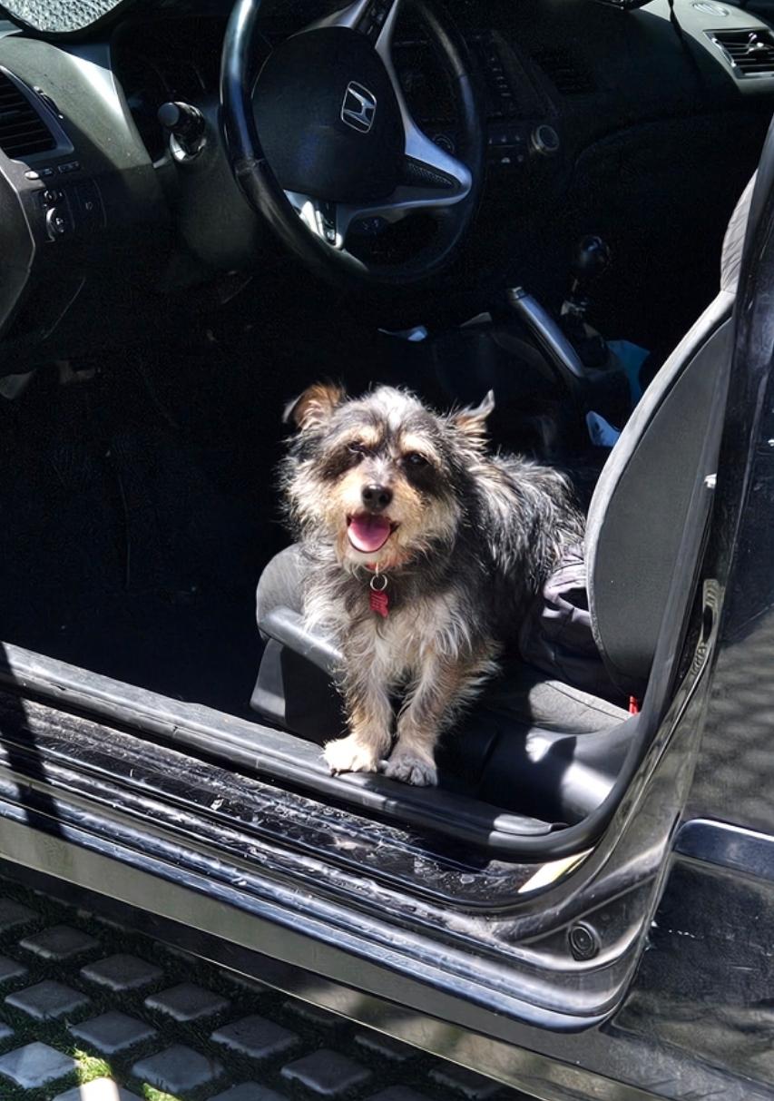 Tato Potato! And Toto! thumbnail 5