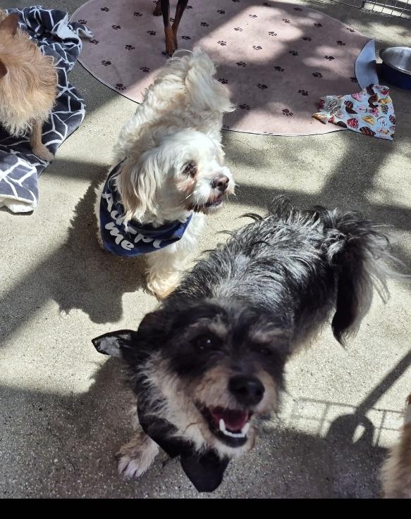 Tato Potato! And Toto! thumbnail 4