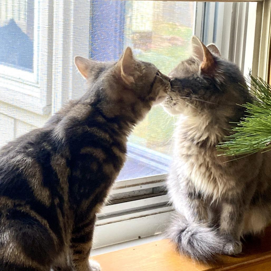 Skye, Adoptable, Kitten Female Domestic Long Hair.