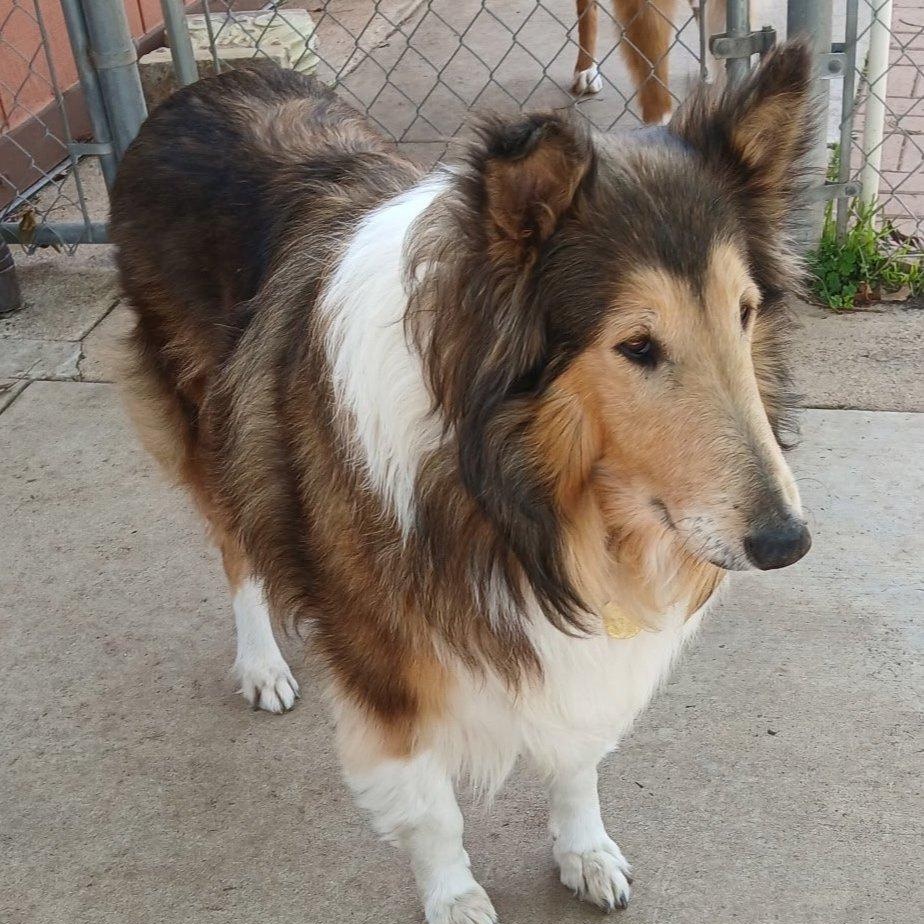 Enlarge Katy, a Adoptable Collie in Riverside, CA image 1/2