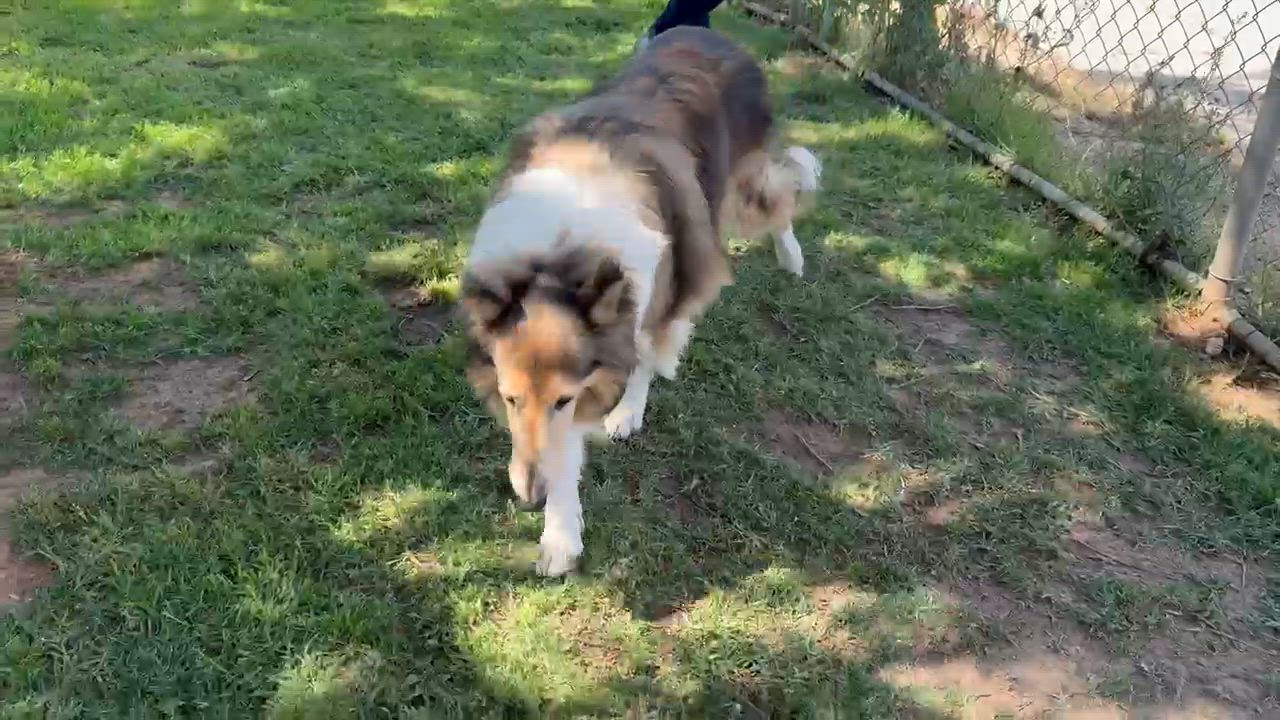 Enlarge Katy, a Adoptable Collie in Riverside, CA video 2/2