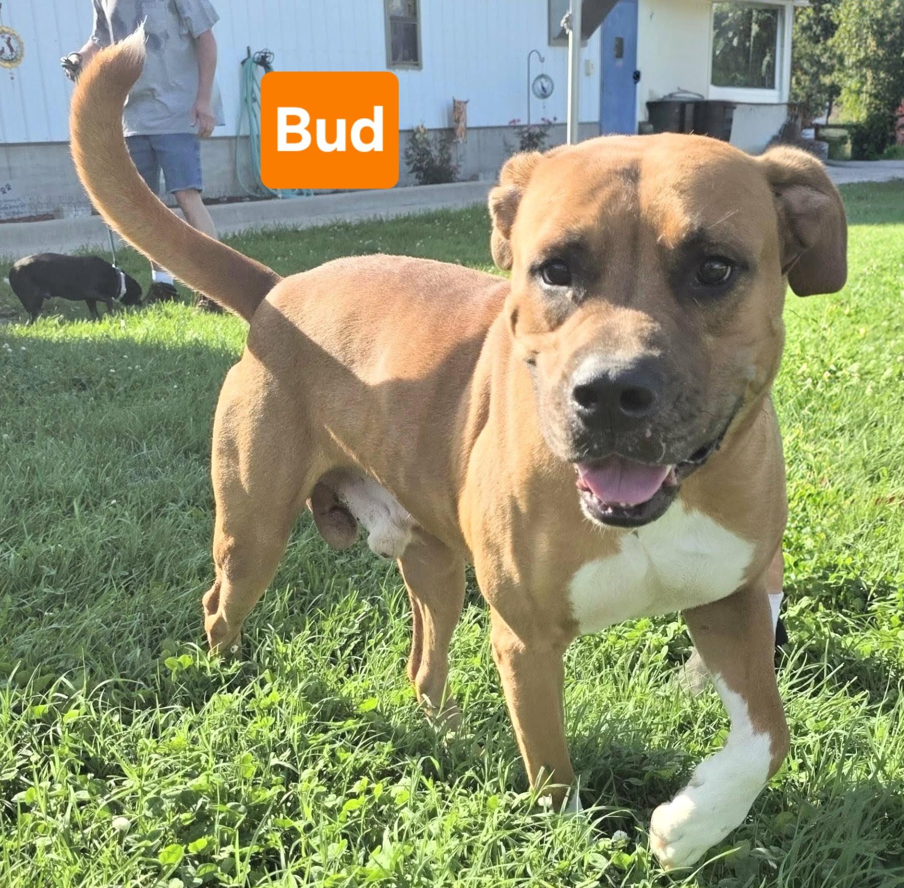 Enlarge Bud, a Adoptable mixed breed in Clinton, MO image 1/1