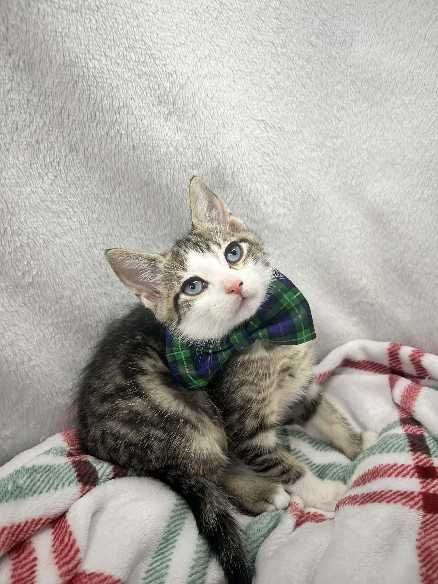 Enlarge Stinker , a ADOPTABLE Domestic Short Hair in Tavares, FL image 4/4