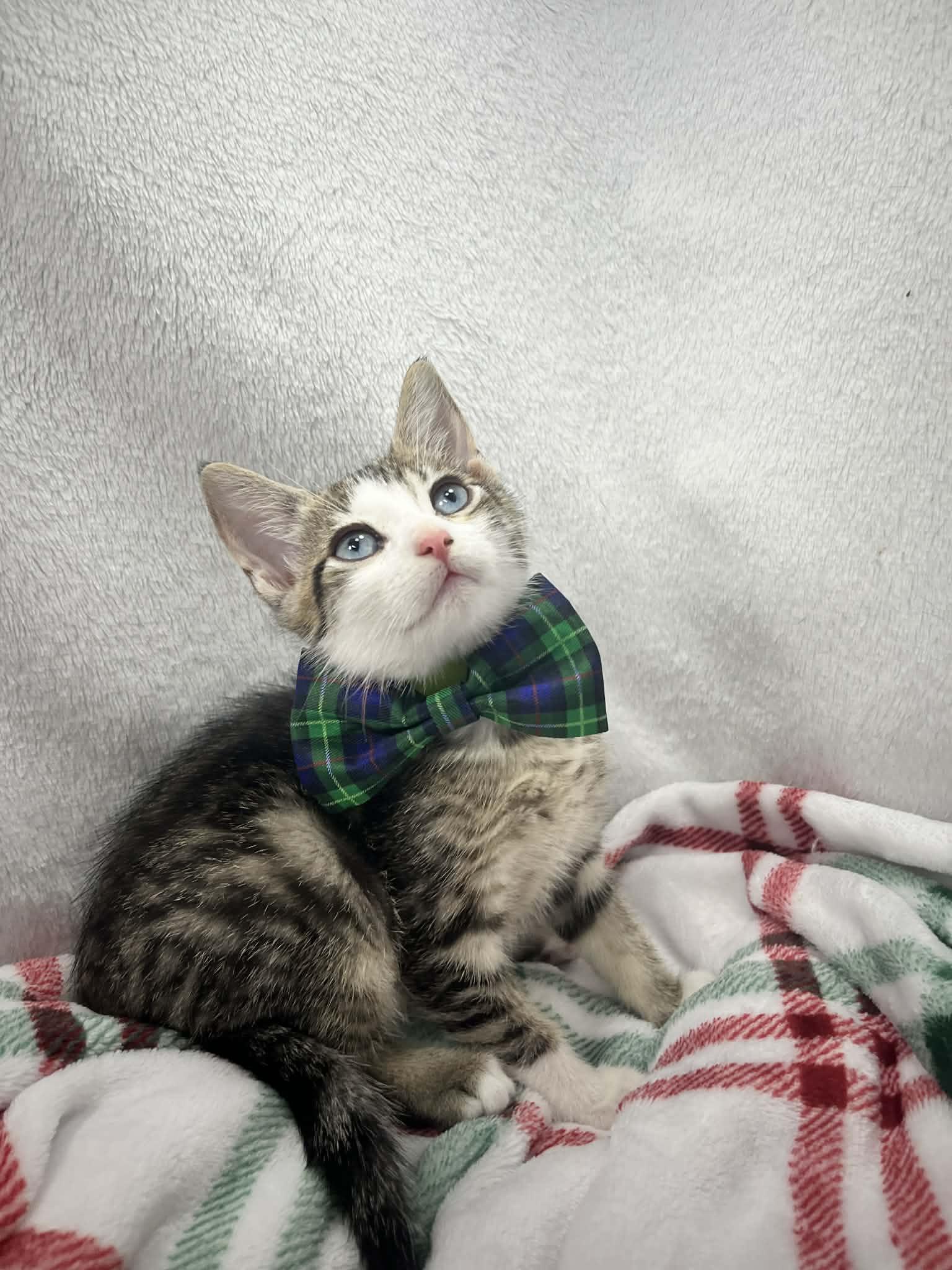 Stinker , ADOPTABLE, Kitten Male Domestic Short Hair.