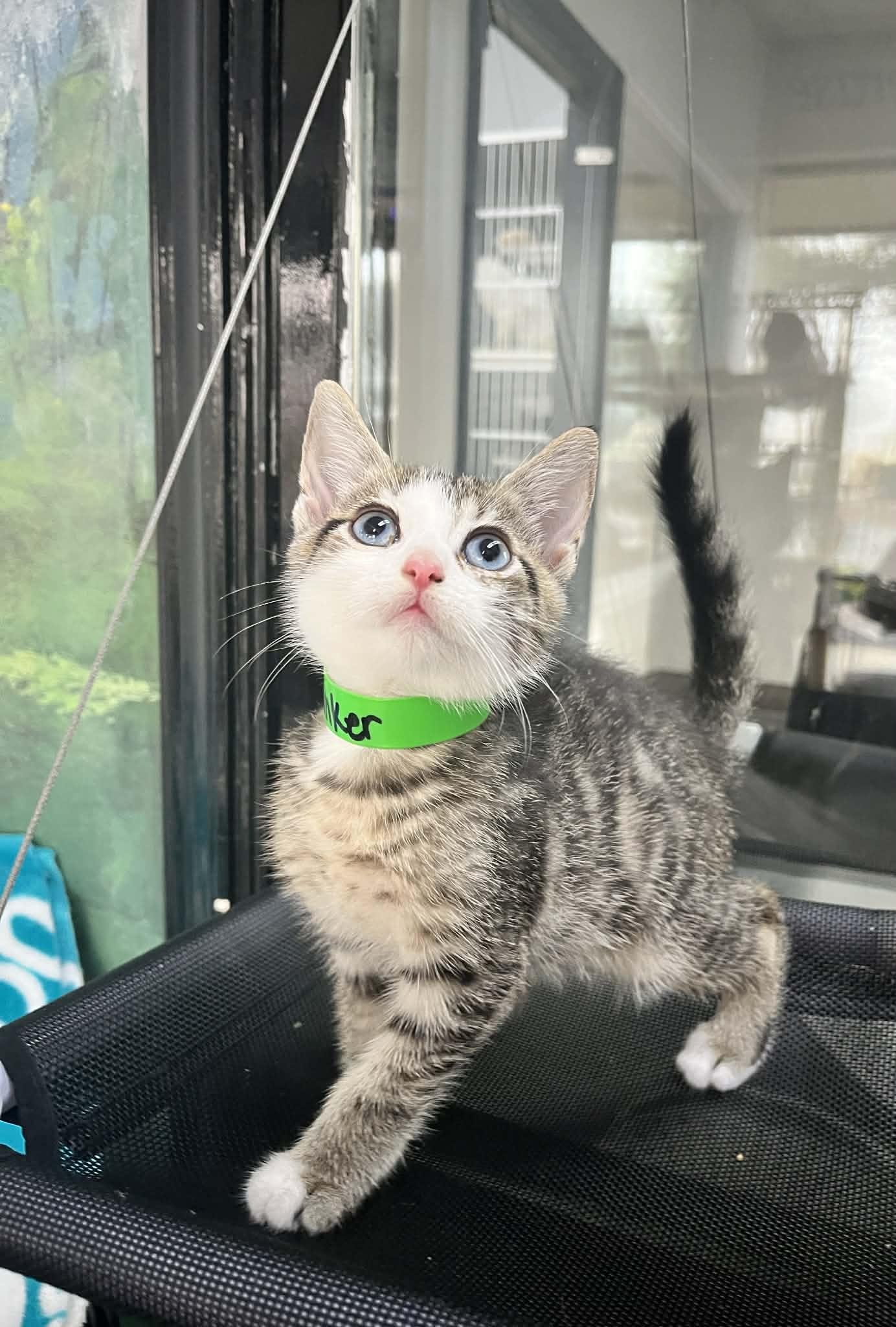 Enlarge Stinker , a ADOPTABLE Domestic Short Hair in Tavares, FL image 2/4