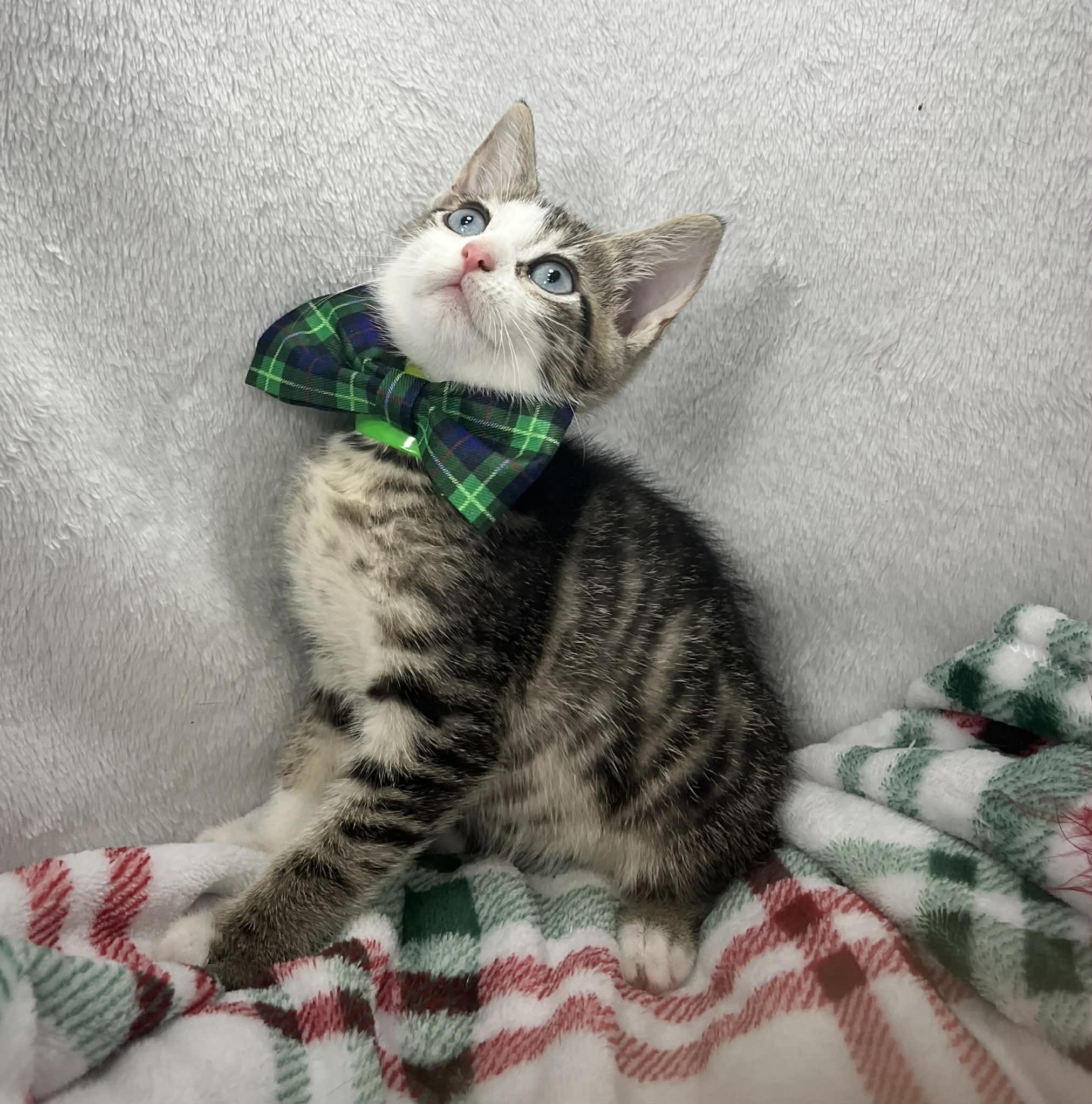 Enlarge Stinker , a ADOPTABLE Domestic Short Hair in Tavares, FL image 3/4