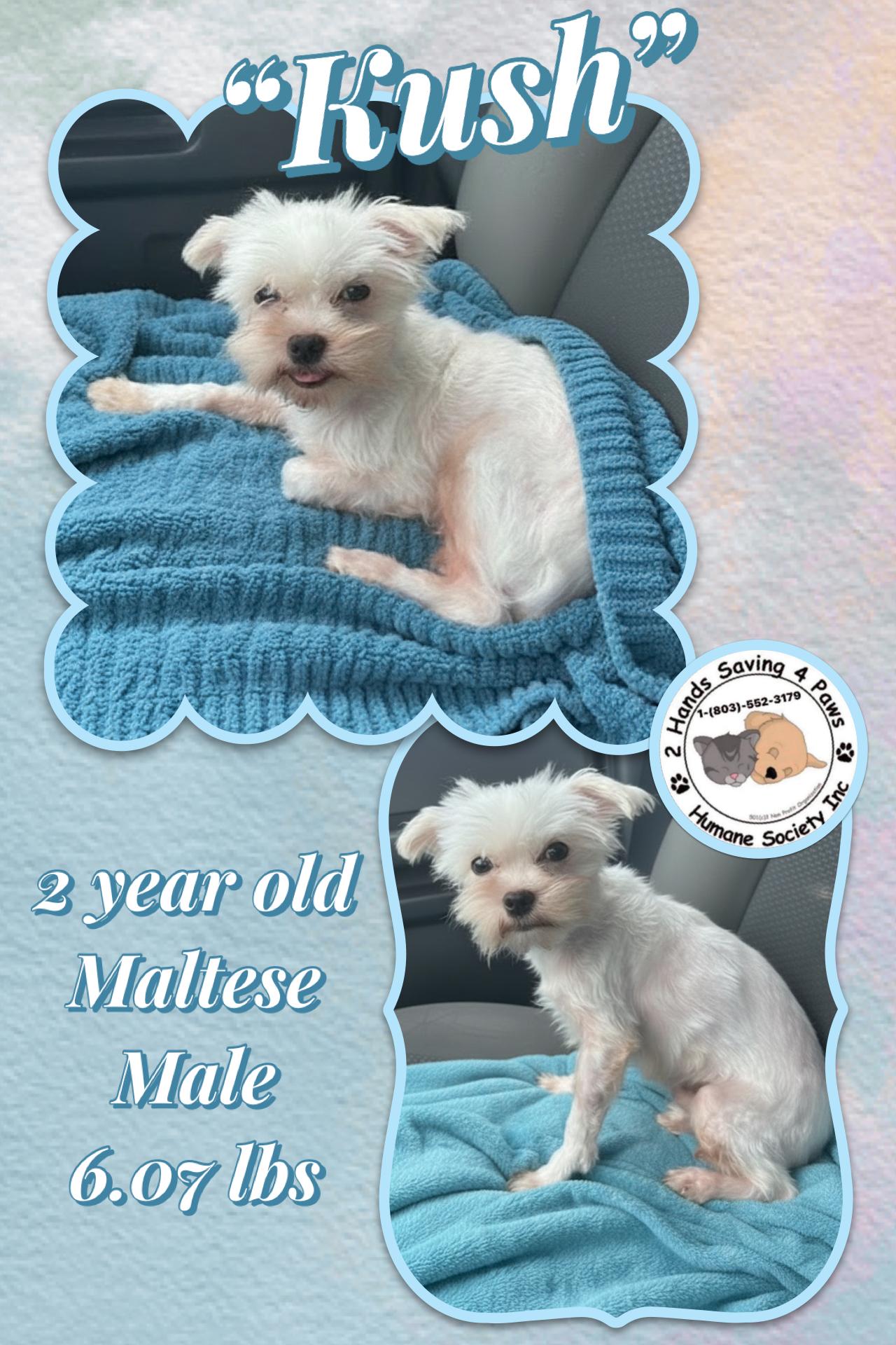 Kush, Adoptable, Adult Male Poodle & Maltese.