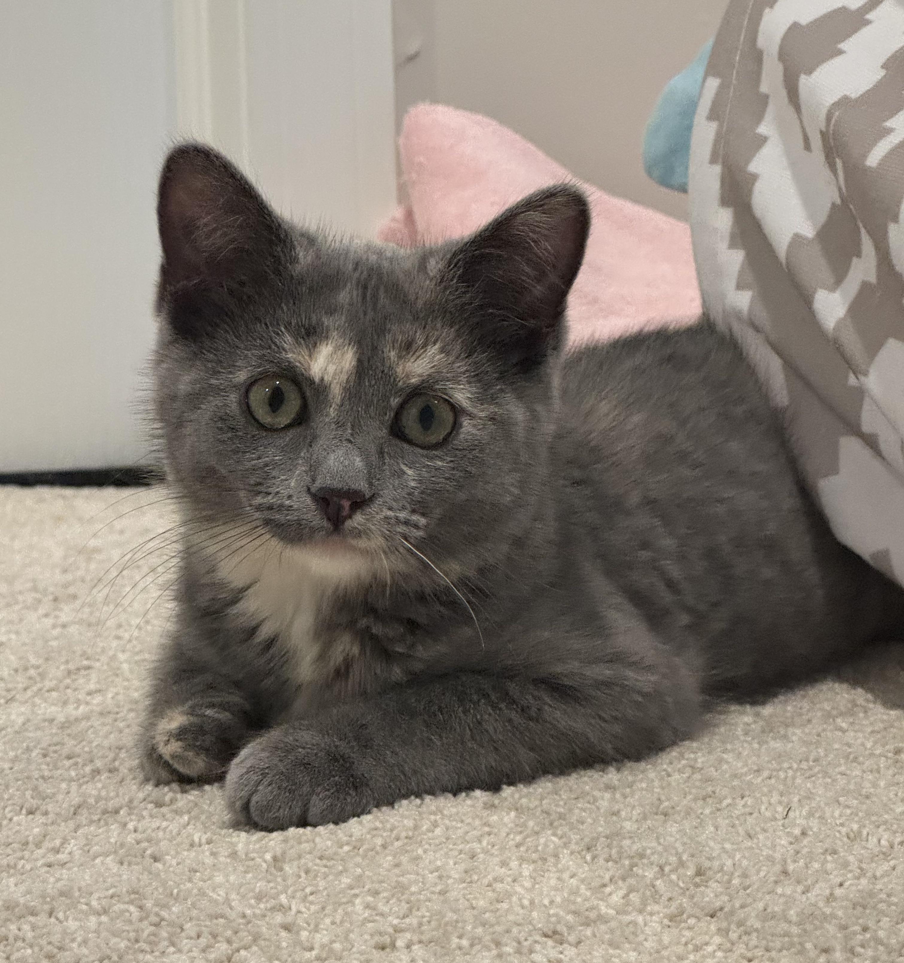 Mystic, ADOPTABLE, Kitten Female Dilute Tortoiseshell & Domestic Short Hair.