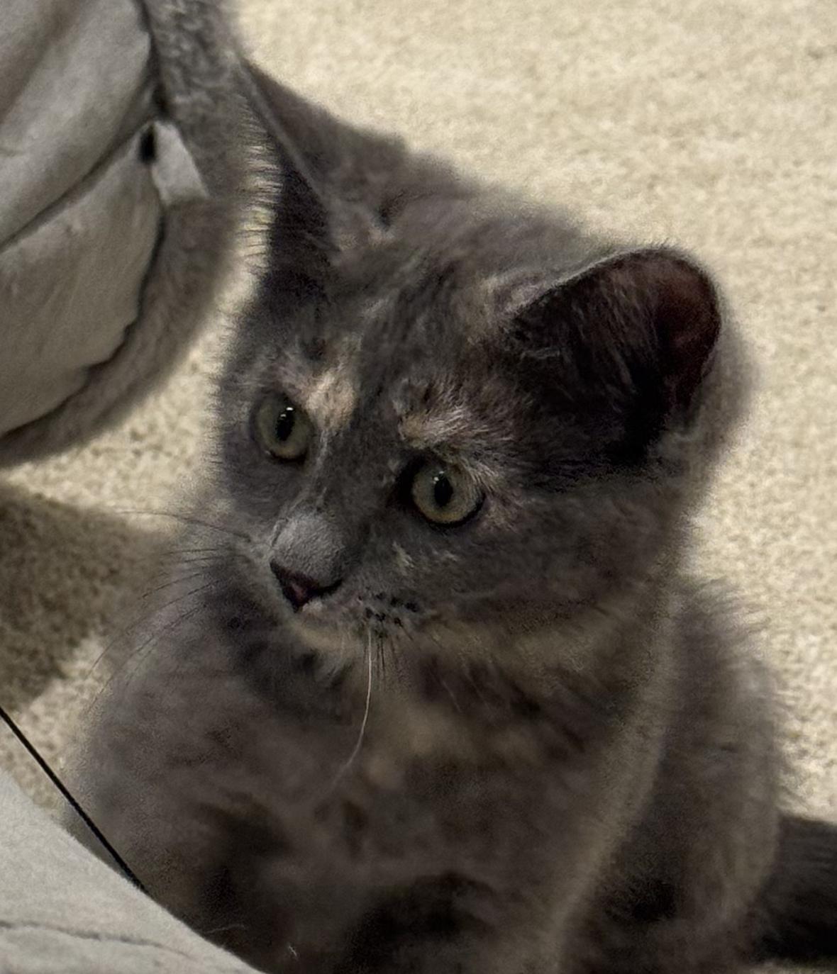 Mystic, a ADOPTABLE mixed breed in Antioch, IL image 3/4