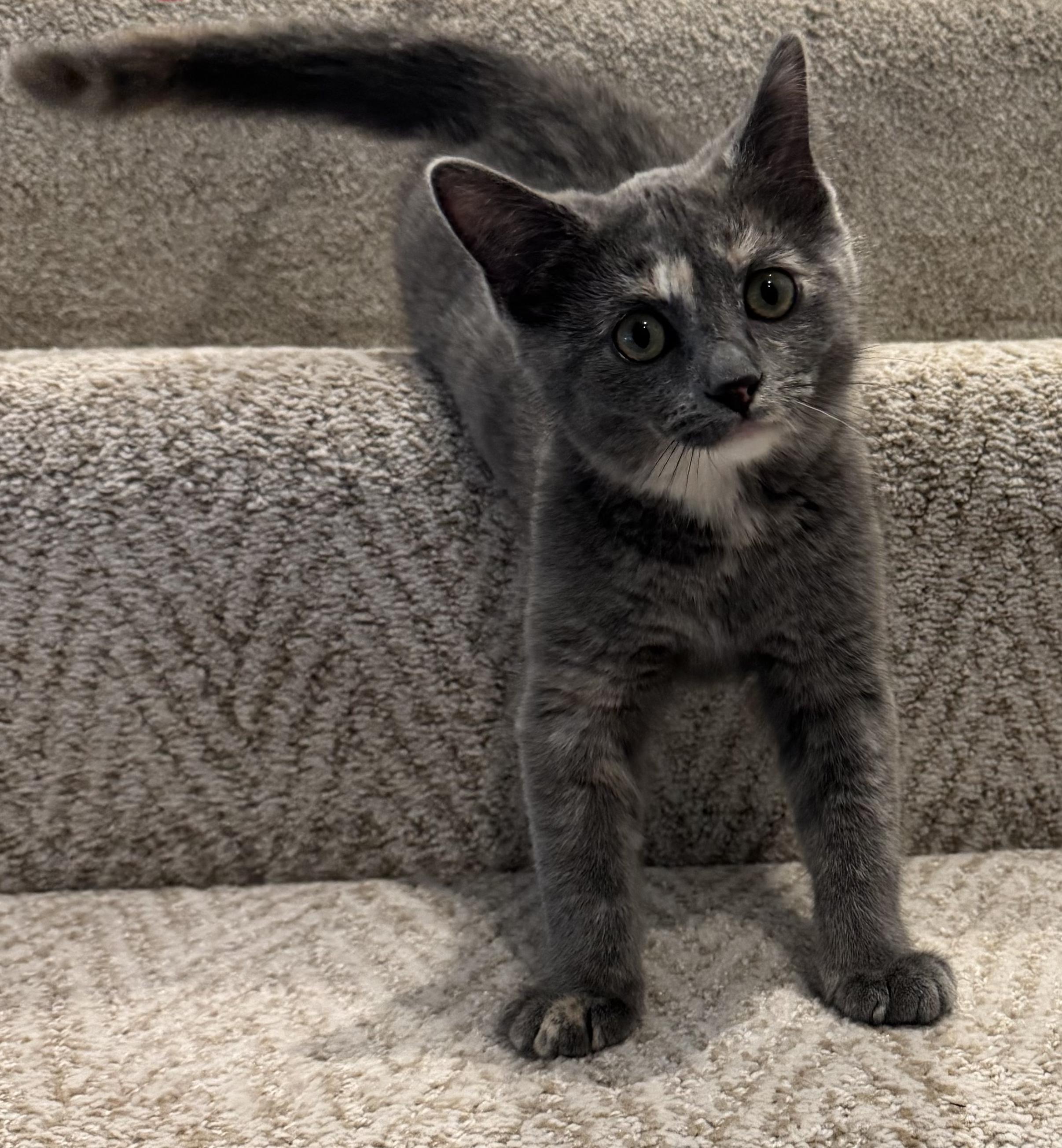 Mystic, a ADOPTABLE mixed breed in Antioch, IL image 2/4